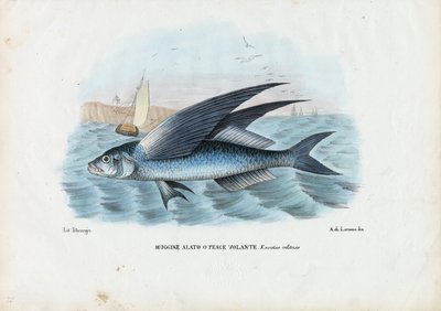 Tropical Two Wing Flyingfish by Raimundo Petraroja