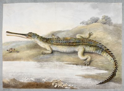 A gherial or Gangetic crocodile face to face with grasshopper, c.1820 by Ram Sita