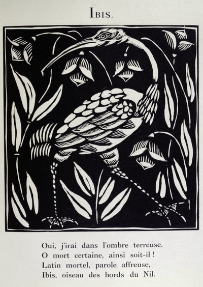 The Ibis, illustration from 