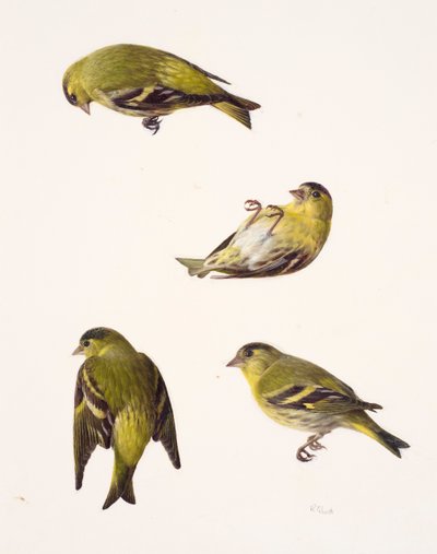 Four studies of a siskin by Raymond Booth