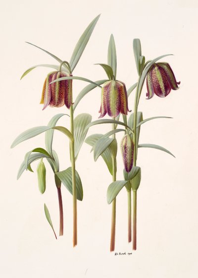 Fritillaria kotschyana by Raymond Booth