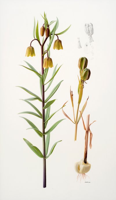Fritillaria roylei by Raymond Booth