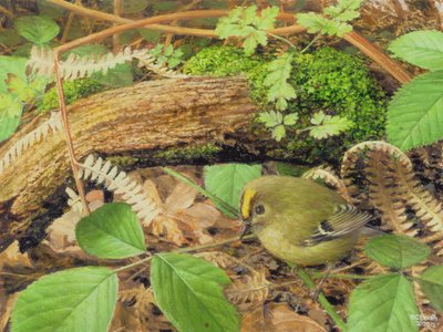 Gold Crest, 2000 by Raymond Booth