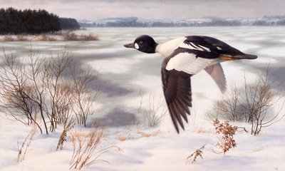 Goldeneye in a winter landscape by Raymond Booth