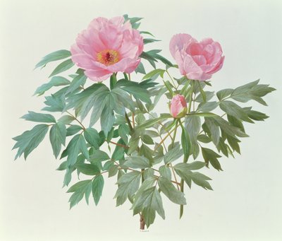 Japanese Tree Peony by Raymond Booth