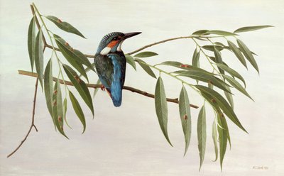 Kingfisher by Raymond Booth