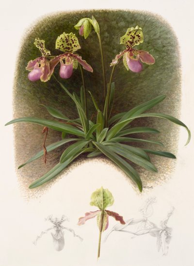 Paphiopedilium henryi by Raymond Booth
