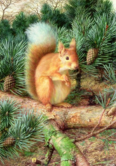 Red Squirrel by Raymond Booth