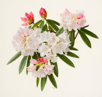 Rhododendron morii by Raymond Booth