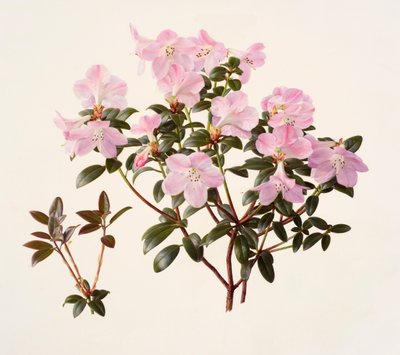 Rhododendron moupinense pink-flowered by Raymond Booth