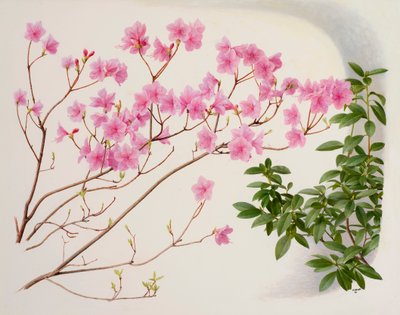 Rhododendron mucronulatum 