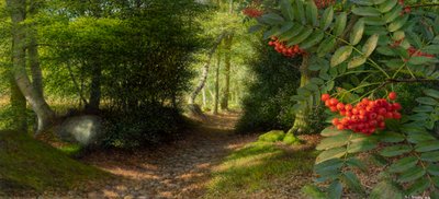 September afternoon at the edge of Adel Woods, 2004 by Raymond Booth