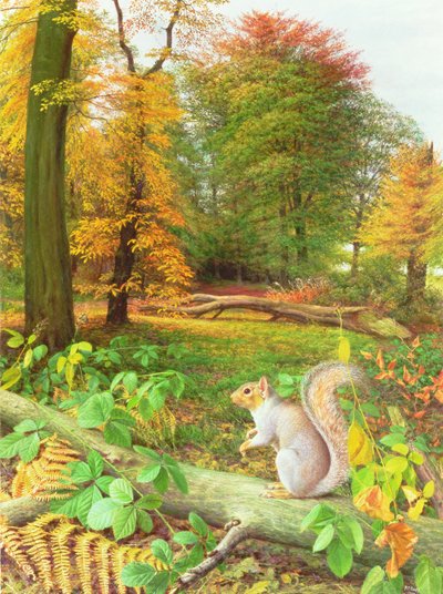 Squirrel on a Fallen Tree by Raymond Booth