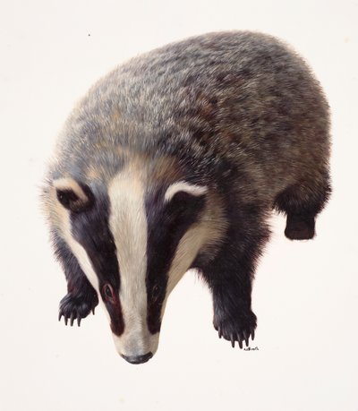 Study of a Badger by Raymond Booth