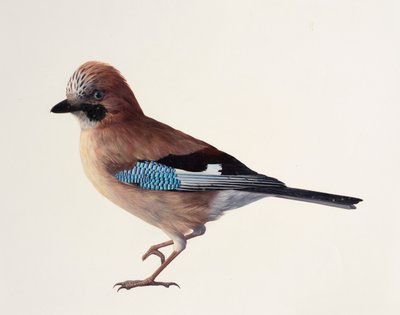 Study of a Jay by Raymond Booth