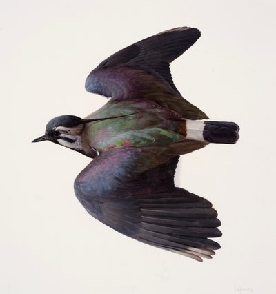 Study of a lapwing by Raymond Booth