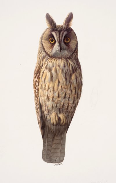 Study of a long-eared owl by Raymond Booth