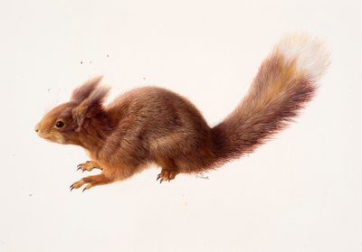 Study of a red squirrel by Raymond Booth