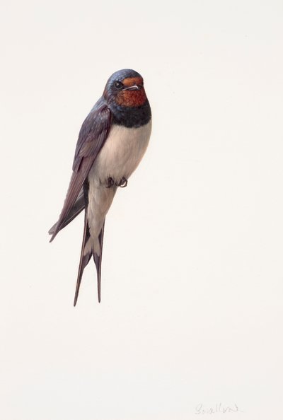 Study of a swallow by Raymond Booth