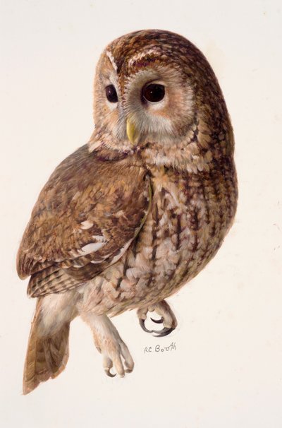 Study of a tawny owl by Raymond Booth