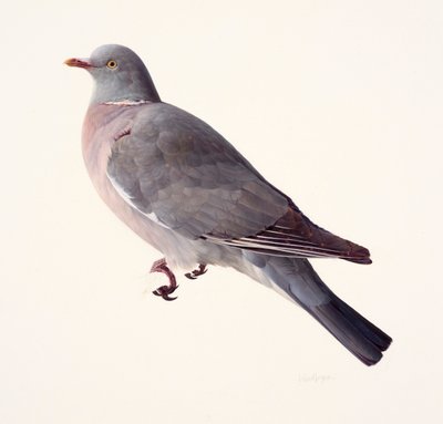 Study of a Wood Pigeon by Raymond Booth