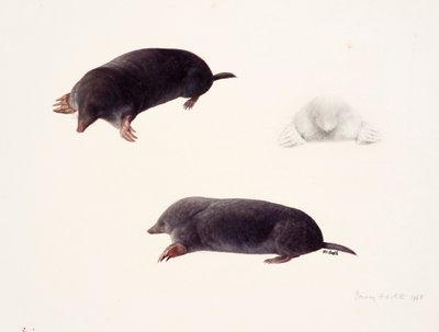 Three studies of a mole by Raymond Booth