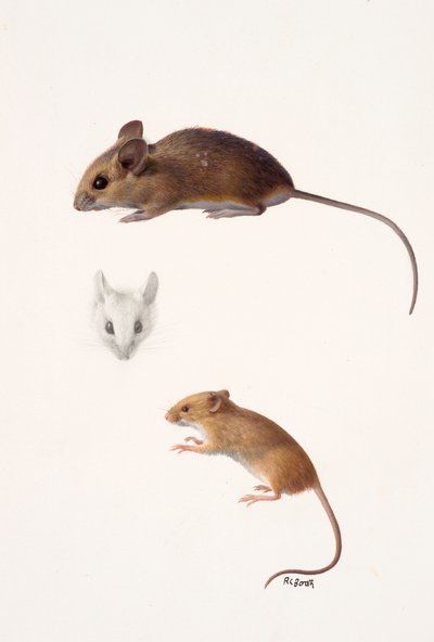 Two studies - a wood mouse and a harvest mouse by Raymond Booth