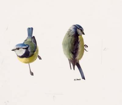 Two studies of a blue tit by Raymond Booth