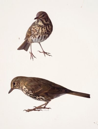 Two studies of a mistle thrush by Raymond Booth