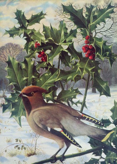 Waxwing by Raymond Booth