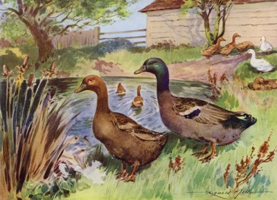 Illustration for My Farm by Reginald Mills