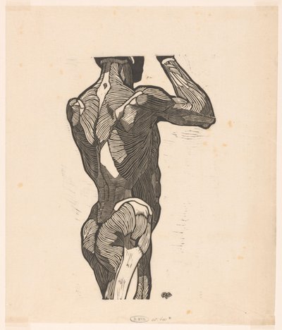 Anatomical Study of the Back and Buttock Muscles of a Man by Reijer Stolk