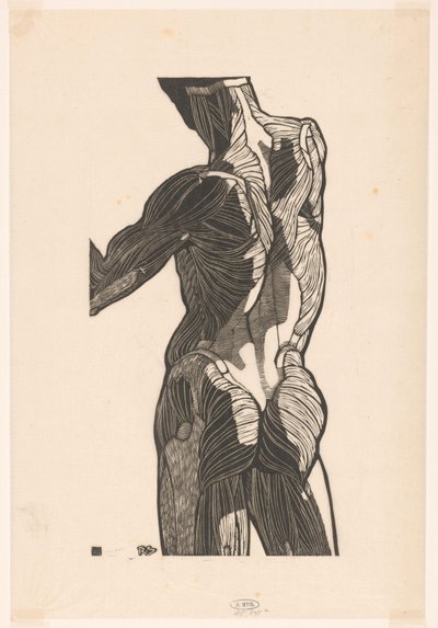 Anatomical Study of the Back and Buttock Muscles of a Man by Reijer Stolk