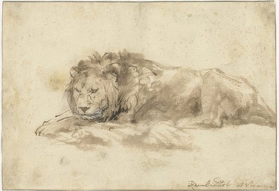 Lying Lion by Rembrandt van Rijn