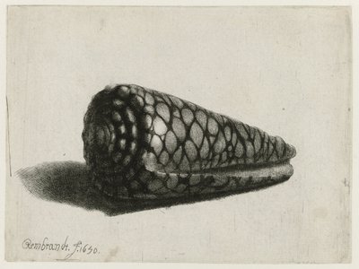 The Shell (Conus marmoreus) by Rembrandt van Rijn