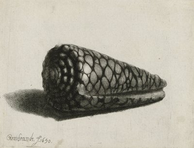 The Shell (Conus marmoreus) (1650) by Rembrandt van Rijn