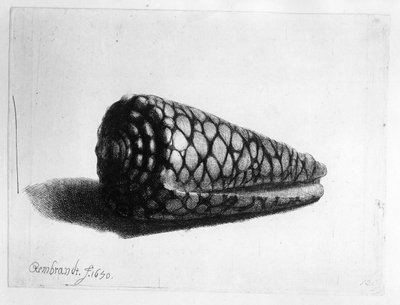 The Shell (Conus marmoreus) by Rembrandt van Rijn