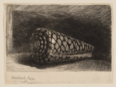 The Shell by Rembrandt van Rijn