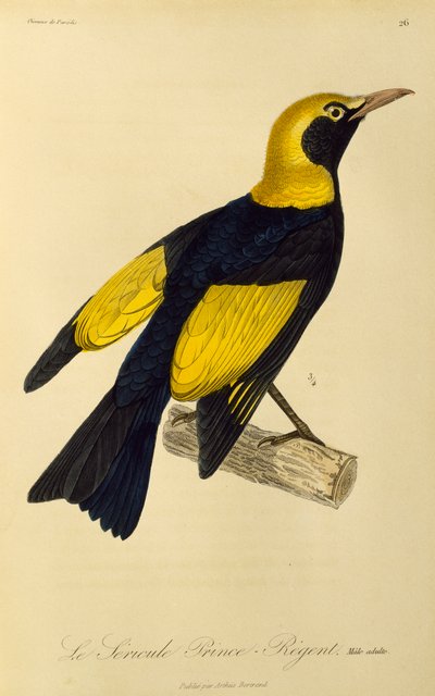 Adult male of Regent Bowerbird (engraving) by René Primevère Lesson