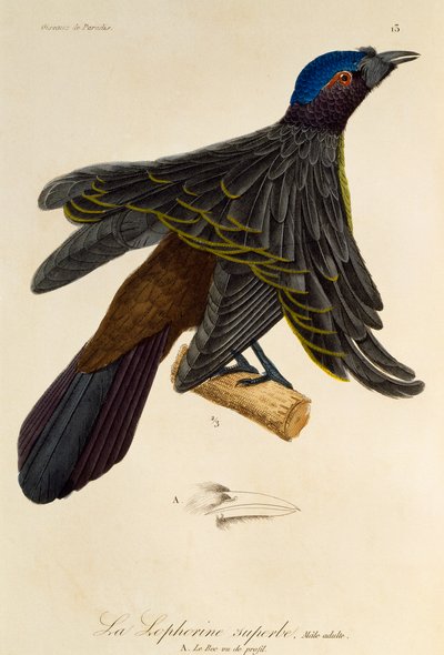 Adult male of Superb Bird-of-Paradise (Lophorina superba), engraving from Histoire naturelle des oiseaux de paradis et des epimagues by René Primevère Lesson