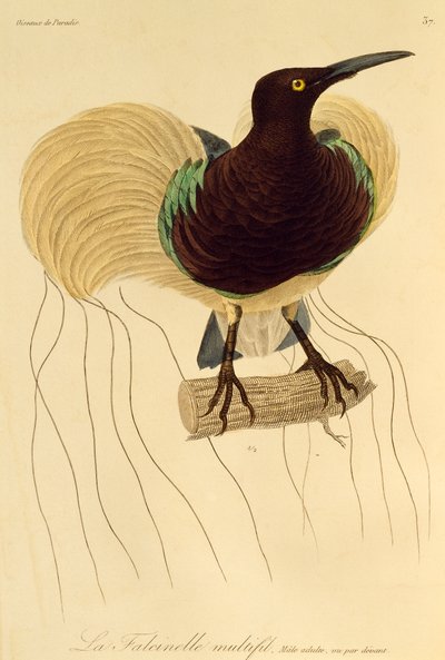 Adult Male of Twelve-wired Bird-of-Paradise (Seleucidis melanoleuca), engraving from Histoire naturelle des oiseaux de paradis et des epimagues by René Primevère Lesson