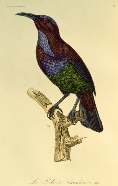 Male of Paradise Riflebird (Ptiloris paradiseus), engraving from Histoire naturelle des oiseaux de paradis et des epimagues by René Primevère Lesson