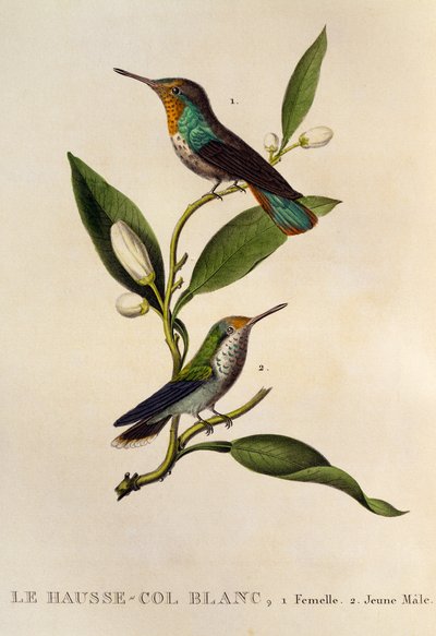 Ruby-topaz Hummingbird Female and Young Male, from Les trochilidees ou les colibris et les oiseaux-mouches by René Primevère Lesson