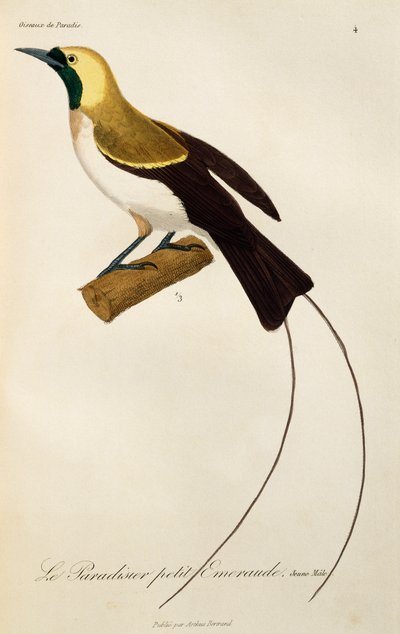 Young Male of Lesser Bird-of-Paradise (Paradisaea minor), engraving from Histoire naturelle des oiseaux de paradis et des epimagues by René Primevère Lesson