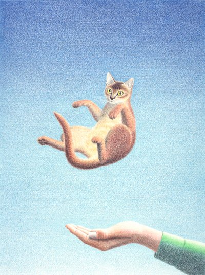 Catch by Rene Boin