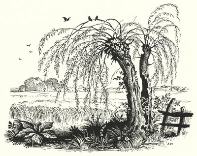 Hans Christian Andersen: The Buckwheat by Rex (after) Whistler
