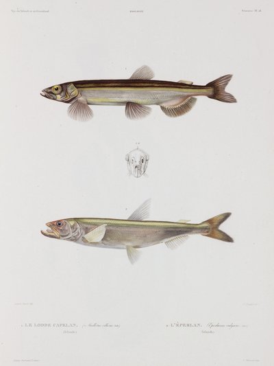 Capelin and smelt, Iceland, early 19th century by John Pardon