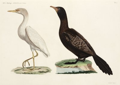 Cattle Egret and Long-tailed Cormorant, Egypt by John Pardon