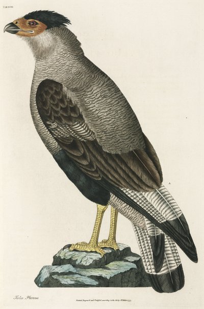 Crested Caracara by John Pardon