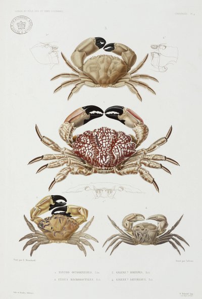 Four types of crab by John Pardon